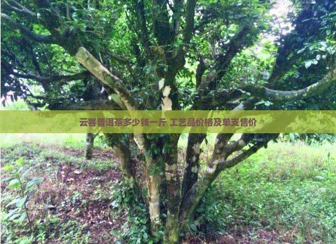 云客普洱茶多少钱一斤 工艺品价格及单支售价