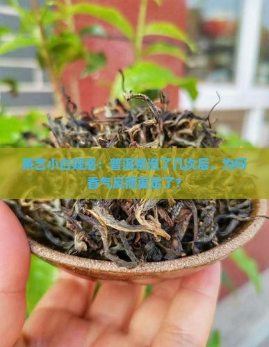 茶艺小白疑惑：普洱茶泡了几次后，为何香气反而更足了？