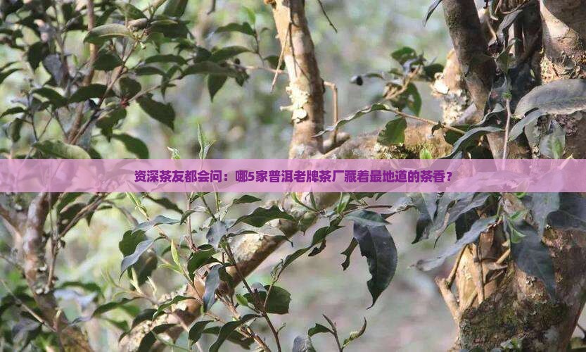 资深茶友都会问：哪5家普洱老牌茶厂藏着最地道的茶香？