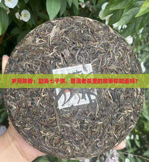 岁月陈香：勐海七子饼，普洱老茶里的故事你知道吗？