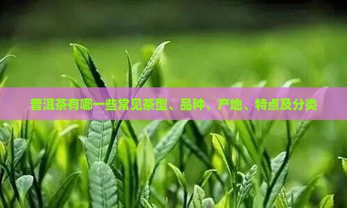 普洱茶有哪一些常见茶型、品种、产地、特点及分类