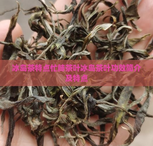 冰岛茶特点忙肺茶叶冰岛茶叶功效简介及特点