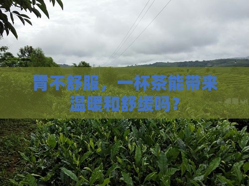 胃不舒服，一杯茶能带来温暖和舒缓吗？
