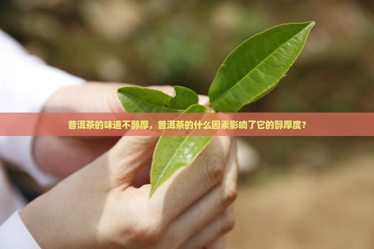 普洱茶的味道不醇厚，普洱茶的什么因素影响了它的醇厚度？