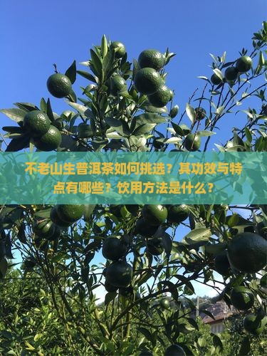 不老山生普洱茶如何挑选？其功效与特点有哪些？饮用方法是什么？