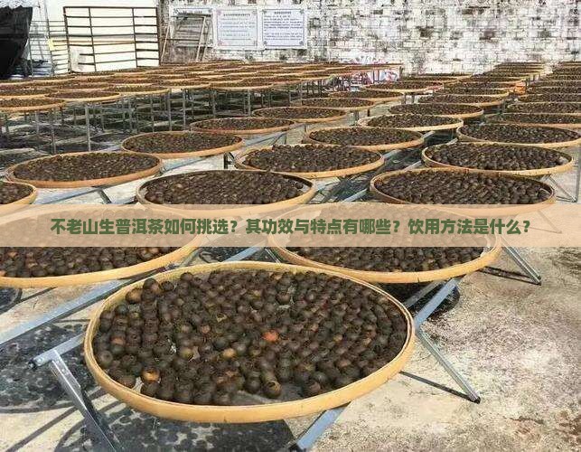 不老山生普洱茶如何挑选？其功效与特点有哪些？饮用方法是什么？
