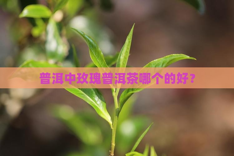 普洱中玫瑰普洱茶哪个的好？
