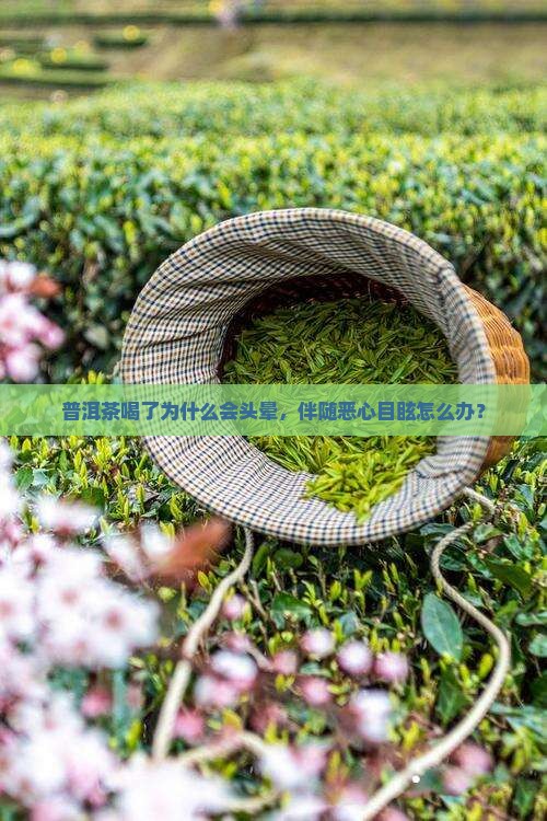 普洱茶喝了为什么会头晕，伴随恶心目眩怎么办？