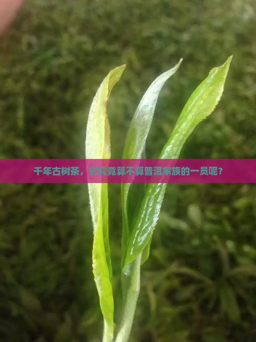 千年古树茶，它究竟算不算普洱家族的一员呢？