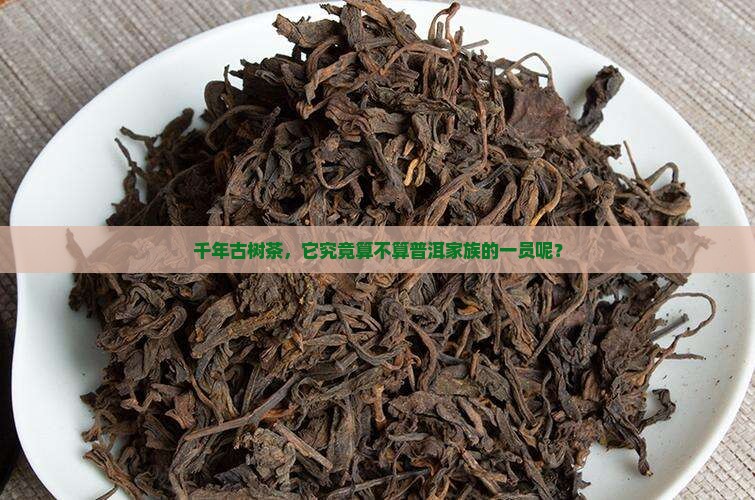 千年古树茶，它究竟算不算普洱家族的一员呢？