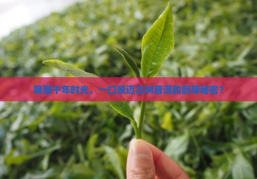 唤醒千年时光，一口景迈古树普洱的醇厚秘密？