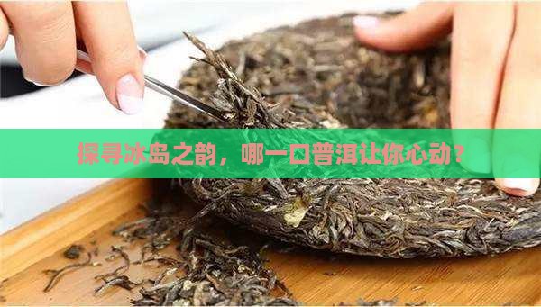 探寻冰岛之韵，哪一口普洱让你心动？