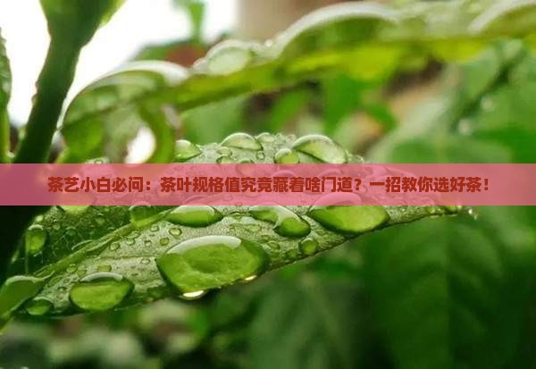茶艺小白必问：茶叶规格值究竟藏着啥门道？一招教你选好茶！
