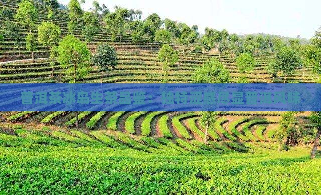 普洱茶冰岛生茶品鉴：独特涩感尽显普洱风味