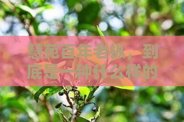 慧苑百年老枞，到底是一种什么样的茶？