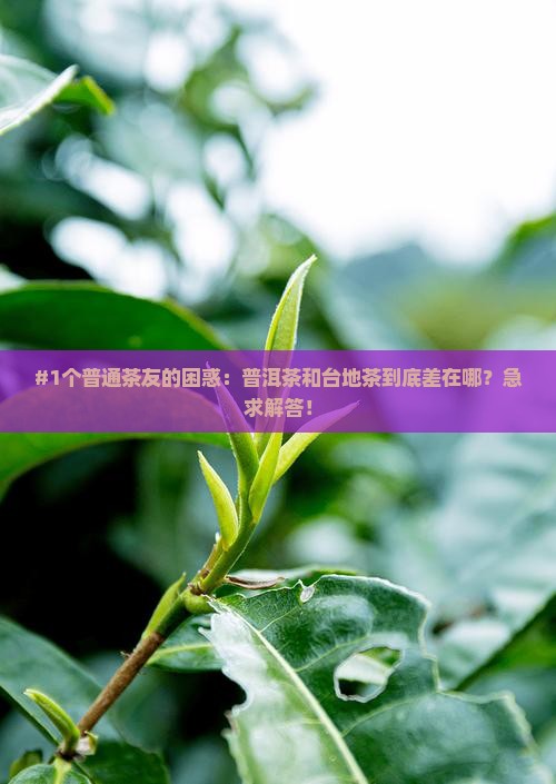 #1个普通茶友的困惑：普洱茶和台地茶到底差在哪？急求解答！
