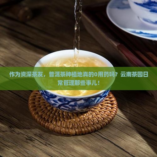 作为资深茶友，普洱茶种植地真的0用药吗？云南茶园日常管理那些事儿！