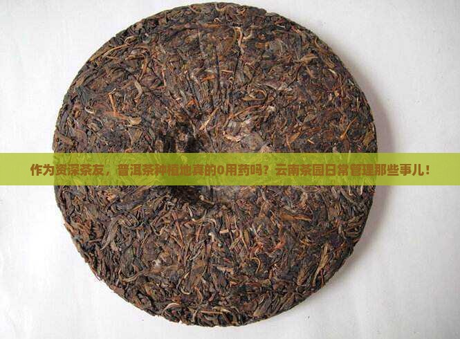 作为资深茶友，普洱茶种植地真的0用药吗？云南茶园日常管理那些事儿！