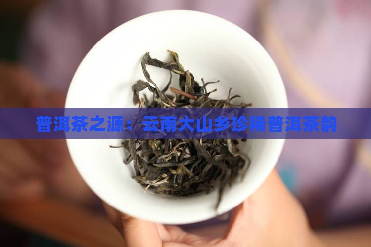普洱茶之源：云南大山乡珍稀普洱茶韵