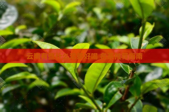 云南有些什么沱茶好喝 名茶推荐指南