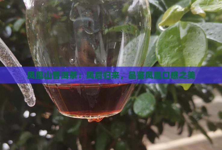 凤凰山普洱茶：凤后归来，品鉴凤凰口感之美