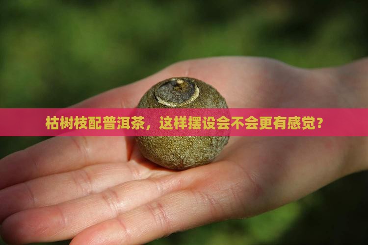 枯树枝配普洱茶，这样摆设会不会更有感觉？