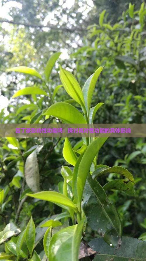 苦丁茶影响性功能吗：探讨其对性功能的具体影响