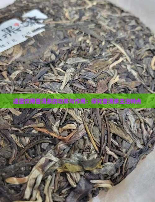 适量饮用普洱茶的功效与作用：探究普洱茶主治特点