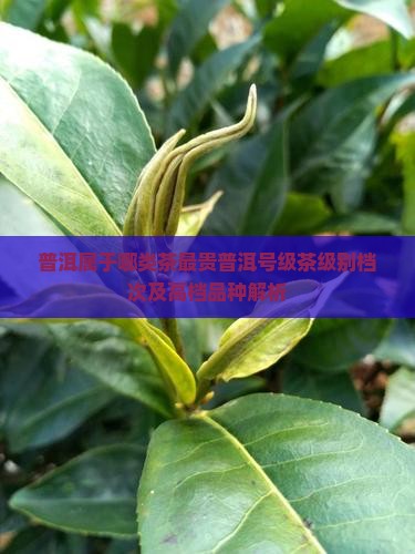 普洱属于哪类茶最贵普洱号级茶级别档次及高档品种解析