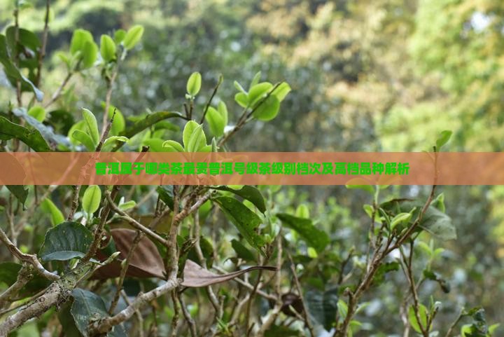普洱属于哪类茶最贵普洱号级茶级别档次及高档品种解析