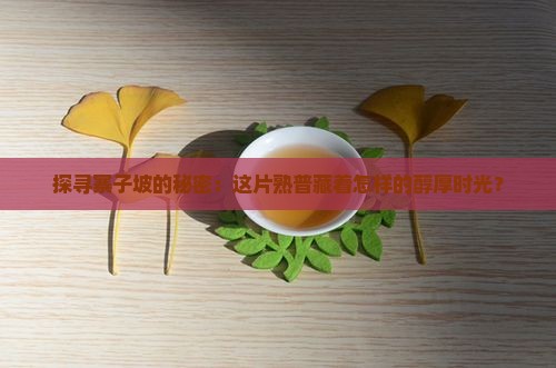 探寻寨子坡的秘密：这片熟普藏着怎样的醇厚时光？