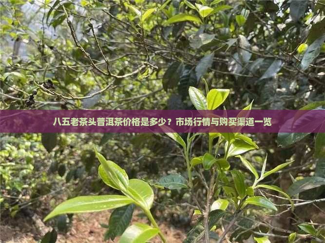 八五老茶头普洱茶价格是多少？市场行情与购买渠道一览