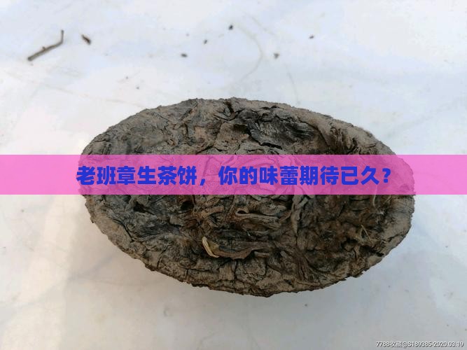 老班章生茶饼，你的味蕾期待已久？