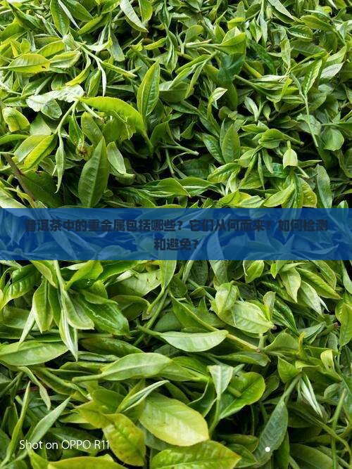 普洱茶中的重金属包括哪些？它们从何而来？如何检测和避免？