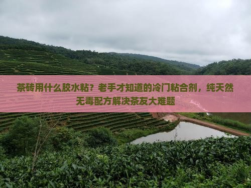 茶砖用什么胶水粘？老手才知道的冷门粘合剂，纯天然无毒配方解决茶友大难题
