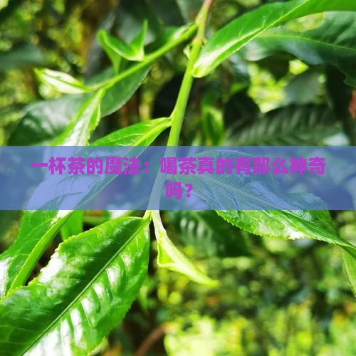 一杯茶的魔法：喝茶真的有那么神奇吗？