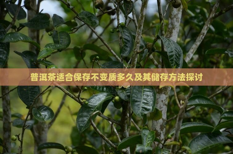 普洱茶适合保存不变质多久及其储存方法探讨