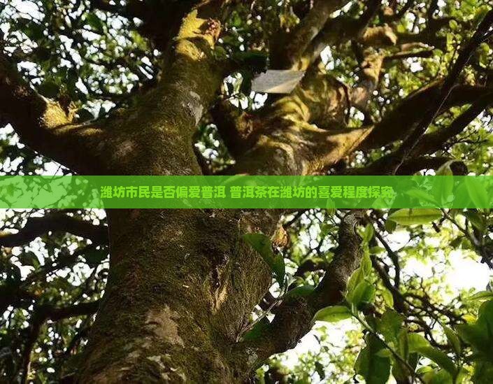 潍坊市民是否偏爱普洱 普洱茶在潍坊的喜爱程度探究