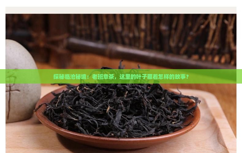 探秘临沧秘境：老班章茶，这里的叶子藏着怎样的故事？