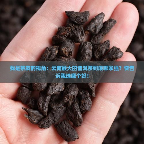 我是茶友的视角：云南最大的普洱茶到底哪家强？快告诉我选哪个好！