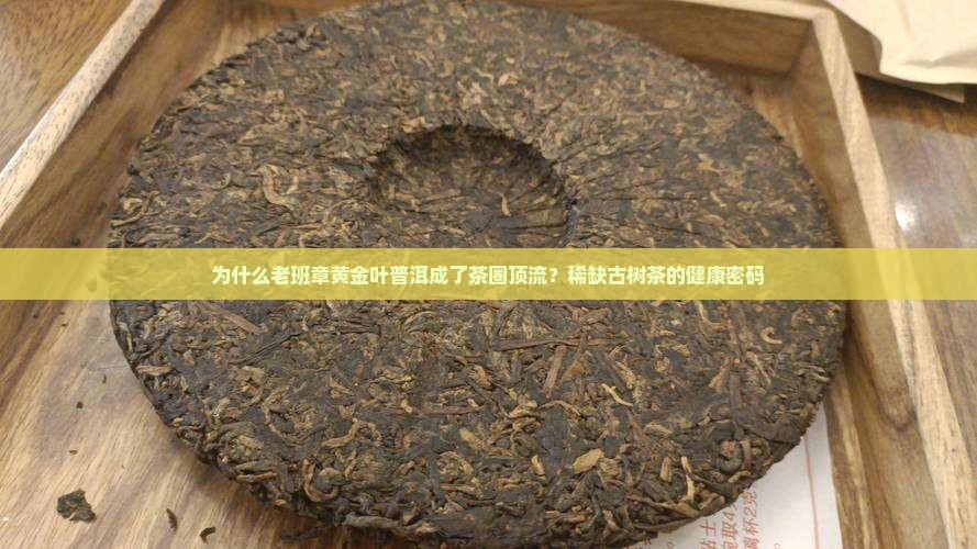 为什么老班章黄金叶普洱成了茶圈顶流？稀缺古树茶的健康密码