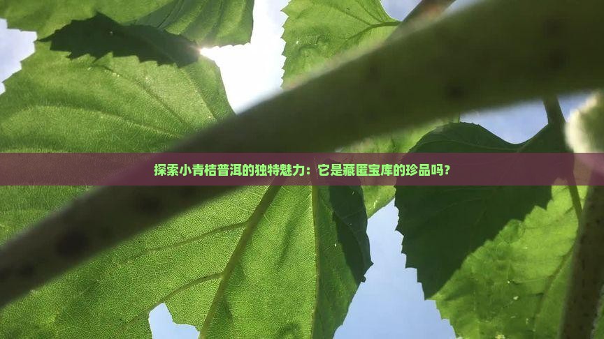 探索小青桔普洱的独特魅力：它是藏匿宝库的珍品吗？