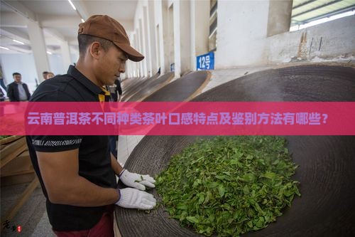 云南普洱茶不同种类茶叶口感特点及鉴别方法有哪些？