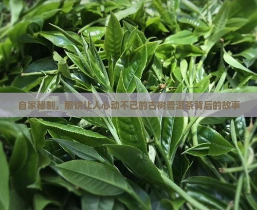 自家秘制，那饼让人心动不已的古树普洱茶背后的故事