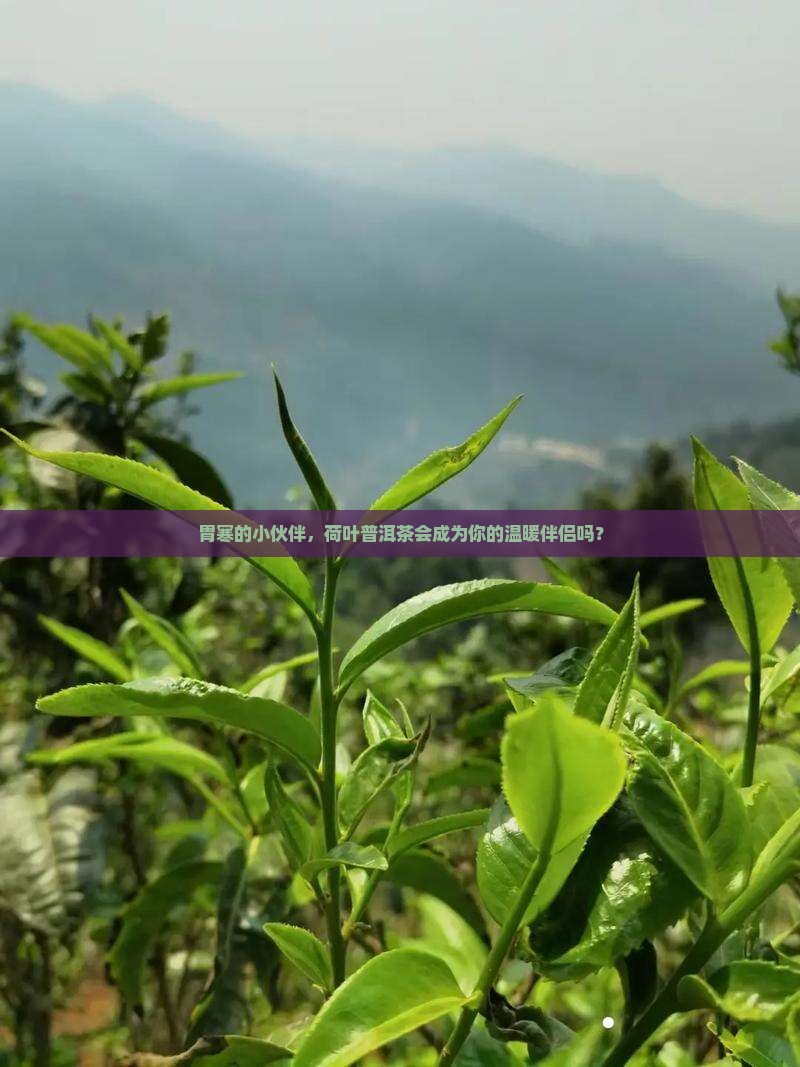 胃寒的小伙伴，荷叶普洱茶会成为你的温暖伴侣吗？