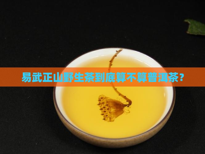 易武正山野生茶到底算不算普洱茶？