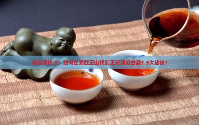 茶友圈热议：如何在易武正山找到正宗澜沧古茶？5大秘诀！