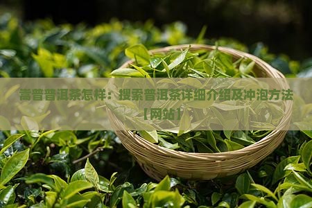 嵩普普洱茶怎样：搜索普洱茶详细介绍及冲泡方法【网站】