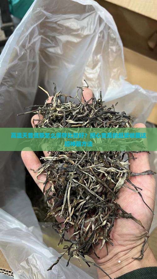 高温天普洱茶怎么保存比较好？担心变质的赶紧收藏这招神器方法