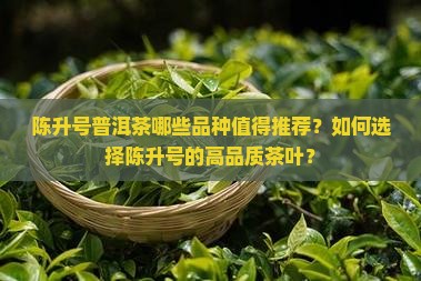 陈升号普洱茶哪些品种值得推荐？如何选择陈升号的高品质茶叶？